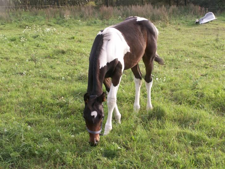 Pinto Stenhøjs Mister Silverfoo - Nu jeg blevet så stor at jeg kan spise græs :) billede 6