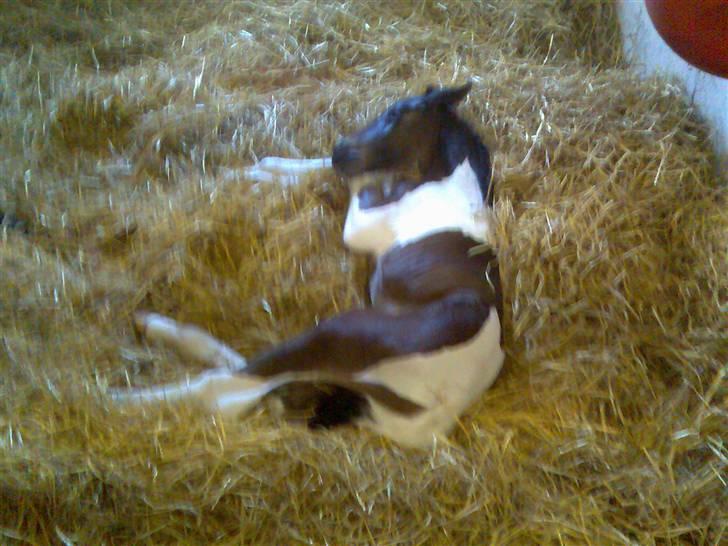 Pinto Stenhøjs Mister Silverfoo - Godnat billede 7