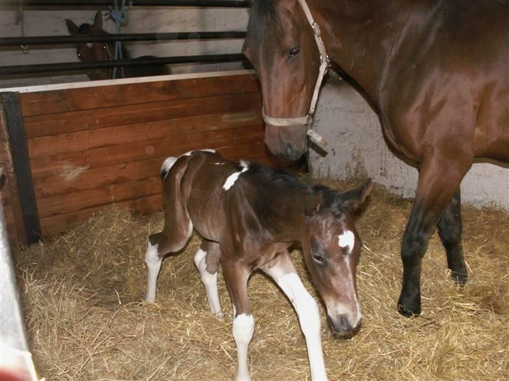 Pinto Stenhøjs Mister Silverfoo - Vildt at lære at styre 4 ben billede 8