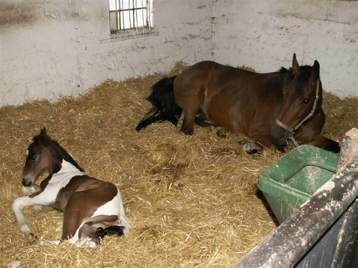 Pinto Stenhøjs Mister Silverfoo - godt med en stor boks, så vi begge kan sove :D billede 9