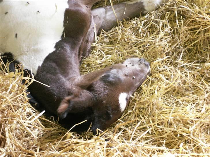 Pinto Stenhøjs Mister Silverfoo - snorke lyde billede 10