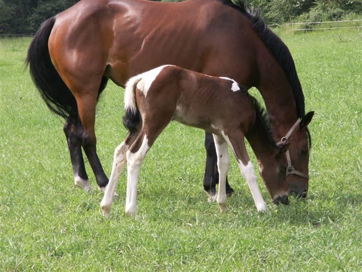 Pinto Stenhøjs Mister Silverfoo - hva leder du efter mor ??? billede 11