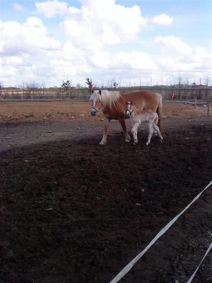 Haflinger Bianca - bianca og celine hendes dejlige føl fra den 6/4  09. far amadeos billede 1