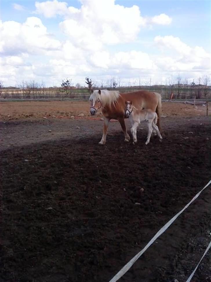 Haflinger Bianca - bianca og celine hendes dejlige føl fra den 6/4  09. far amadeos billede 1