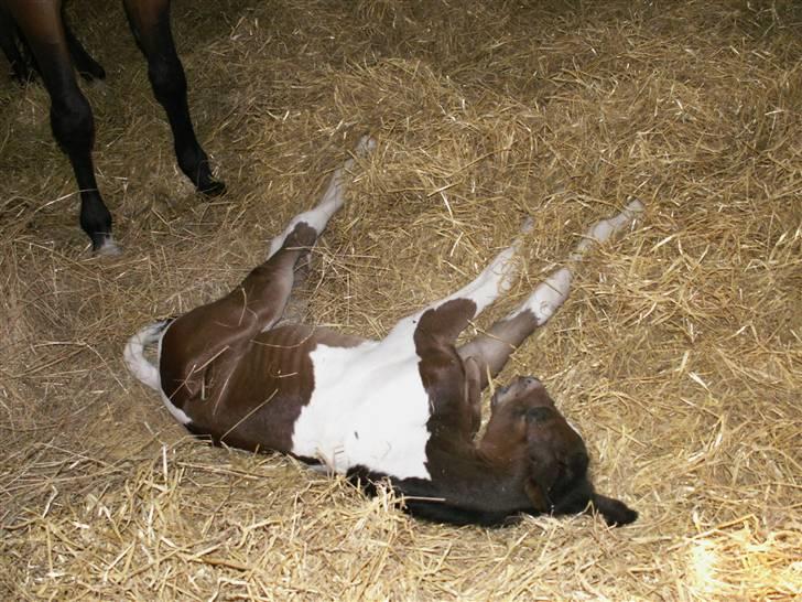 Pinto Stenhøjs Mister Silverfoo - Jeg orker ikke mere!! billede 12