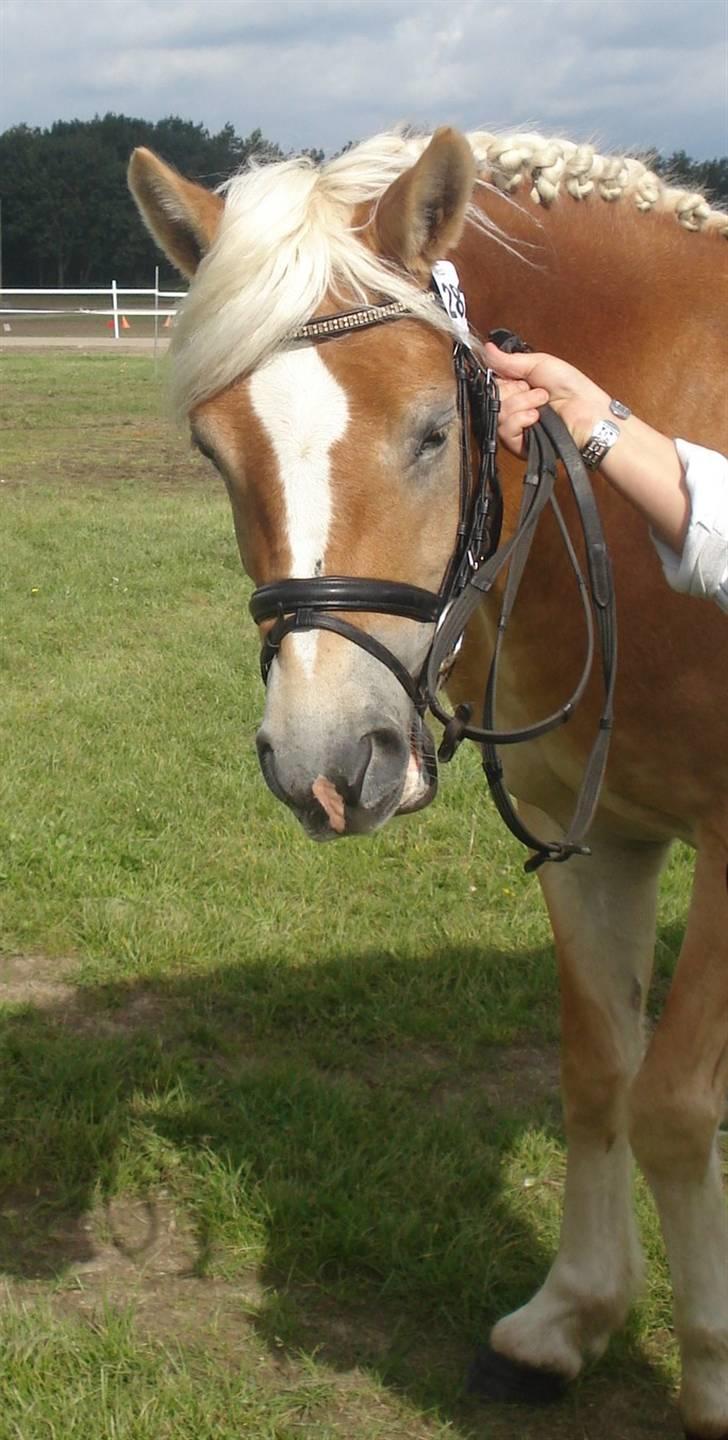 Haflinger Bianca - 3) Biance på storehestedag billede 2