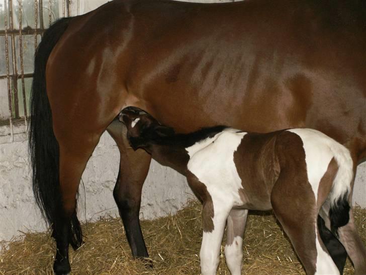 Pinto Stenhøjs Mister Silverfoo - mælkebaren er åben billede 13