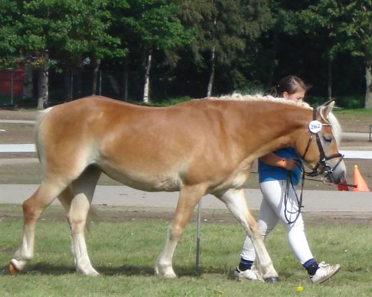 Haflinger Bianca - store hestedag billede 6