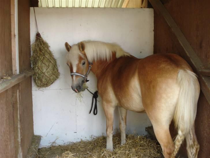 Haflinger Bianca billede 9