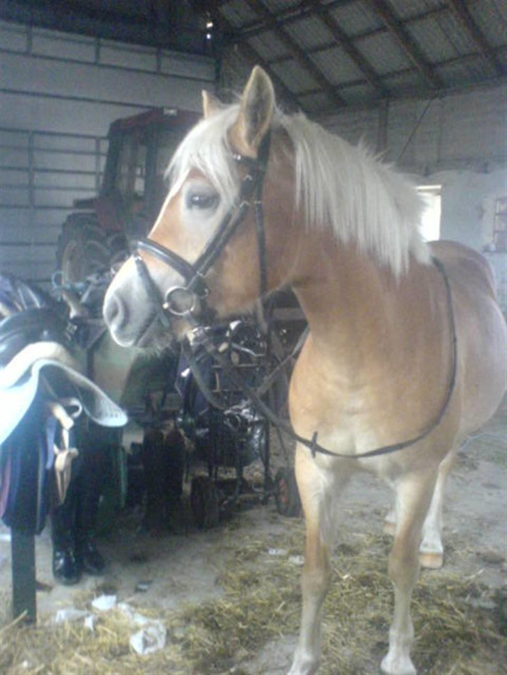 Haflinger Bianca - Bianca derhjemme lige inde en lille ride tur med Katrine billede 10