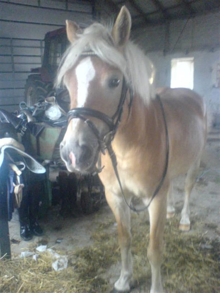 Haflinger Bianca - Bianca derhjemme lige inde en lille ride tur med Katrine billede 11