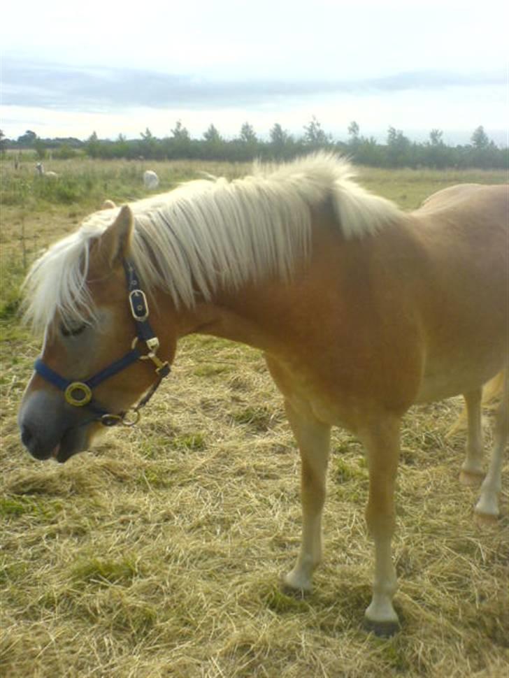 Haflinger Bianca billede 12