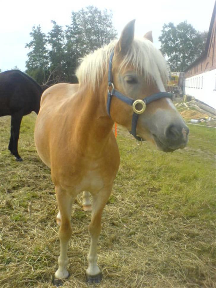 Haflinger Bianca billede 13