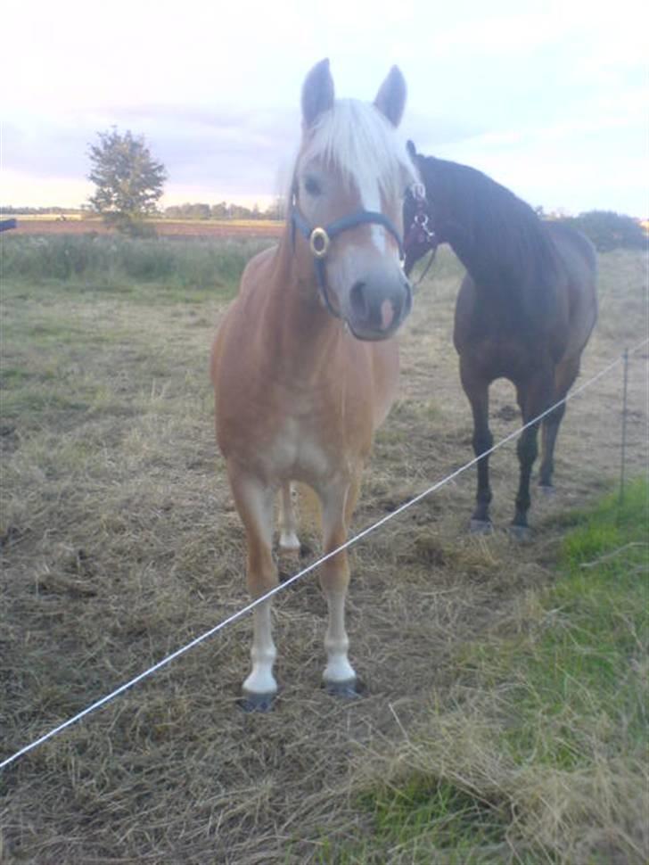 Haflinger Bianca billede 14