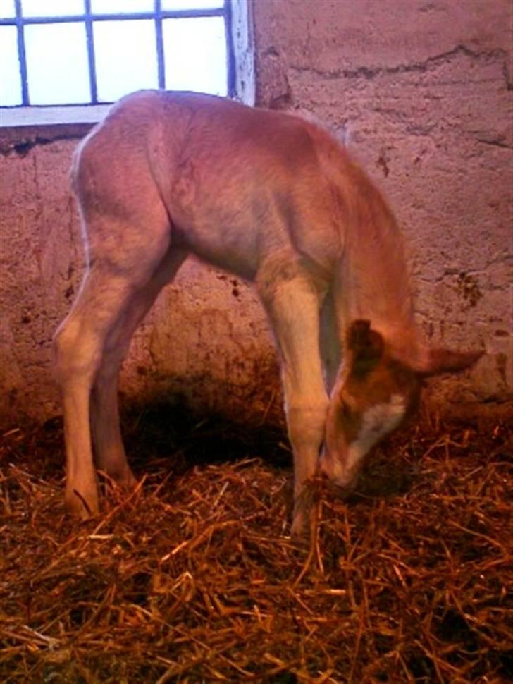 Haflinger Bianca - hendes flotte hingsteføl fra den 29/3 10 (lige født) billede 15