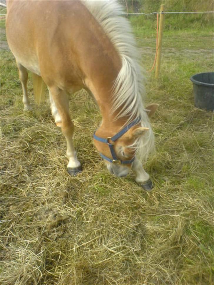 Haflinger Bianca billede 16