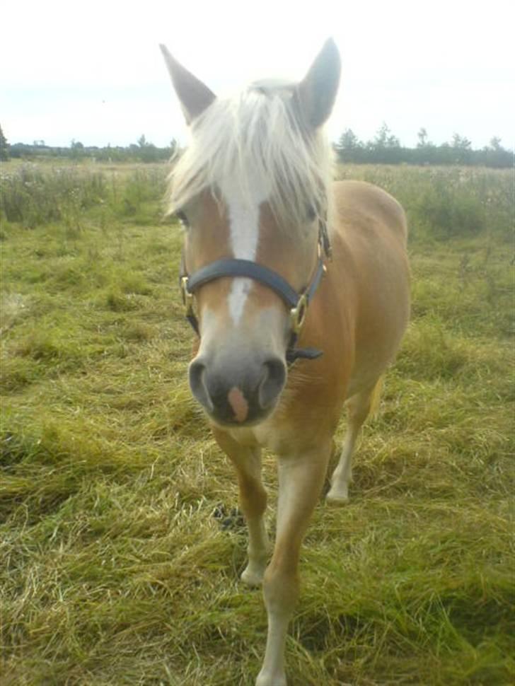 Haflinger Bianca billede 17