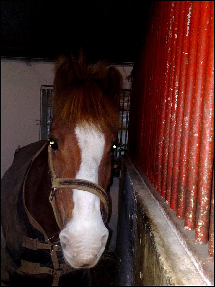 Welsh Mountain (sec A) - Jonathan  - Jonathan i boksen. Foto: Mig.  billede 10