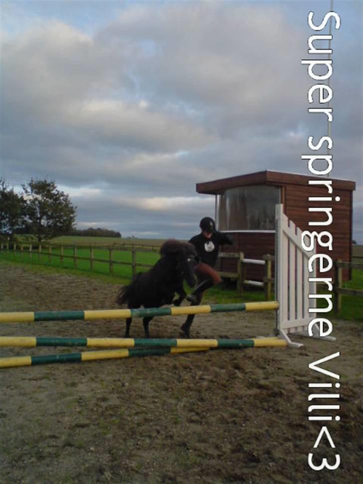 Shetlænder højvangs villy*SOLGT * - min lille super springer(han har sprunget meget højere) foto:josefine  billede 5