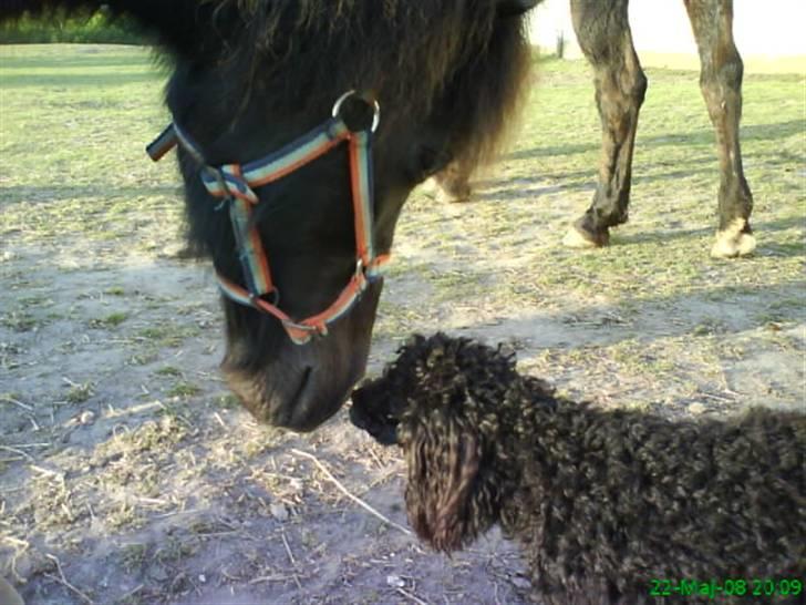 Shetlænder højvangs villy*SOLGT * - min dejlig pony og skønne hund hilser på hinanden:D <33 billede 6
