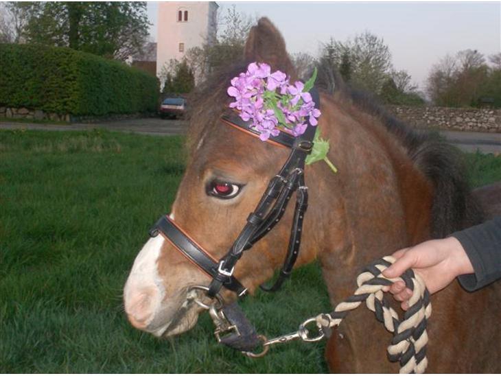 Welsh Pony (sec B) Braveheart * Solgt* - Velkommen til Braveheart´s profil. Lig en kommentar og bedømmelse. Braveheart den dejlige bette dreng ;) billede 1