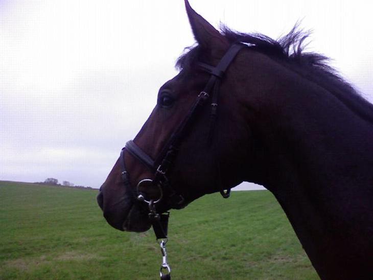 {{currentPhoto.altText}} billede {{currentPhoto.number}}