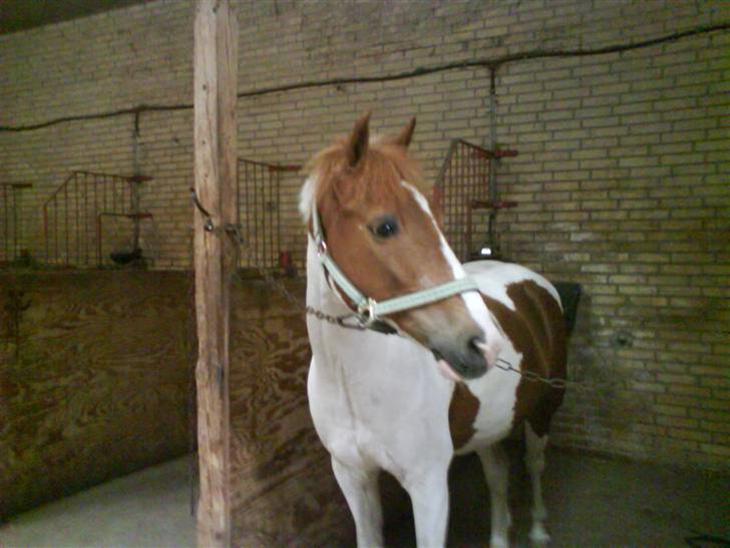 {{currentPhoto.altText}} billede {{currentPhoto.number}}