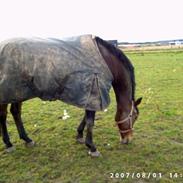 Anden særlig race Romeo