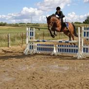 Anden særlig race Romeo