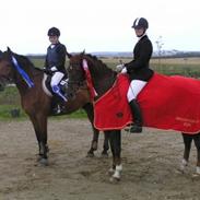 Anden særlig race Romeo