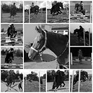 Anden særlig race Coco Chanel *R.I.P*