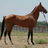 Akhal-Tekiner Meimli (R.I.P.) [Himmelhest]