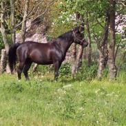 Anden særlig race Hercules