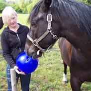 Anden særlig race Hercules