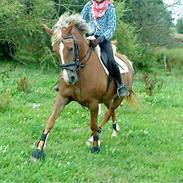 Anden særlig race Malhøj's Prinsess[Tidl. hest]