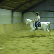 Arabisk fuldblod (OX) Flaki SOLGT