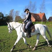 Arabisk fuldblod (OX) Flaki SOLGT