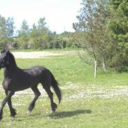 Frieser Roaske Fan Tusken De Dobb