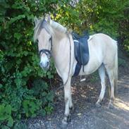 Fjordhest Hedevangs Alanta