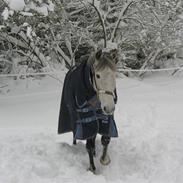 DSP Stridsbjergs Karibi