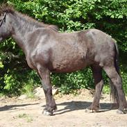 Islænder Morgunperla fra Bakkegården