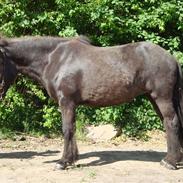 Islænder Morgunperla fra Bakkegården