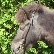 Islænder Morgunperla fra Bakkegården