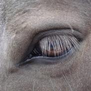 Islænder Morgunperla fra Bakkegården