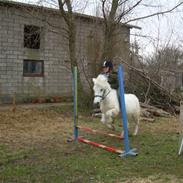 Anden særlig race Naja