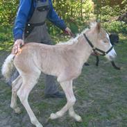 Haflinger gandrupgårds apollo(polle