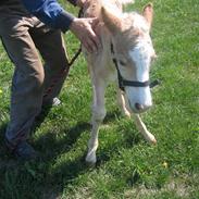 Haflinger gandrupgårds apollo(polle