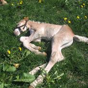 Haflinger gandrupgårds apollo(polle