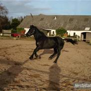 Welsh Cob (sec D) G. Black Surprise (SOLGT)