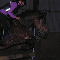 New Forest Bianca*Elev pony*